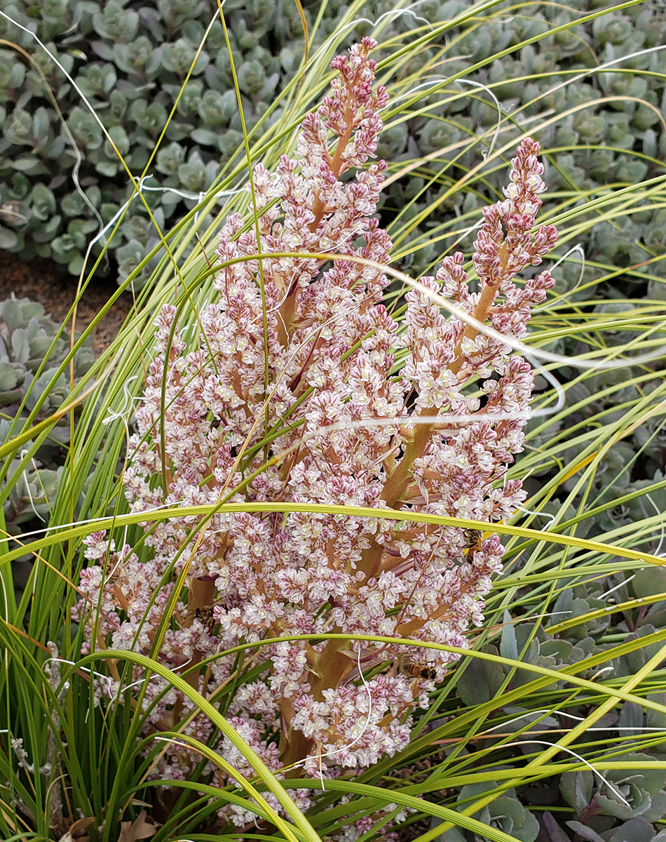 Nolina texana (Texas Sacahuista)