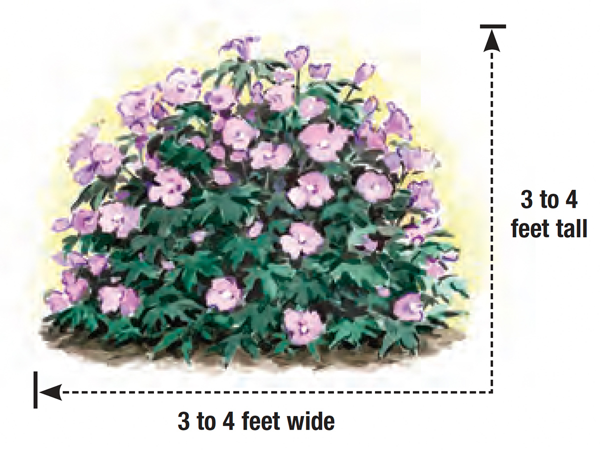 Pollypetite rose of Sharon illustrated