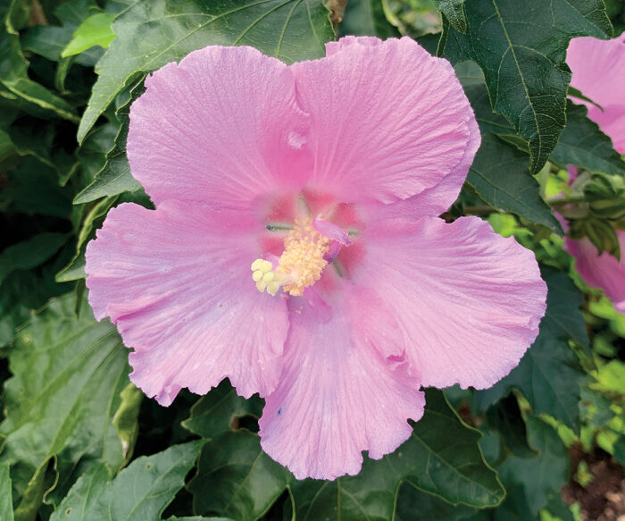 Pollypetite rose of Sharon