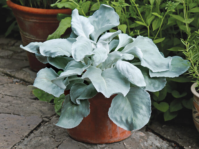 Angel Wings sea cabbage