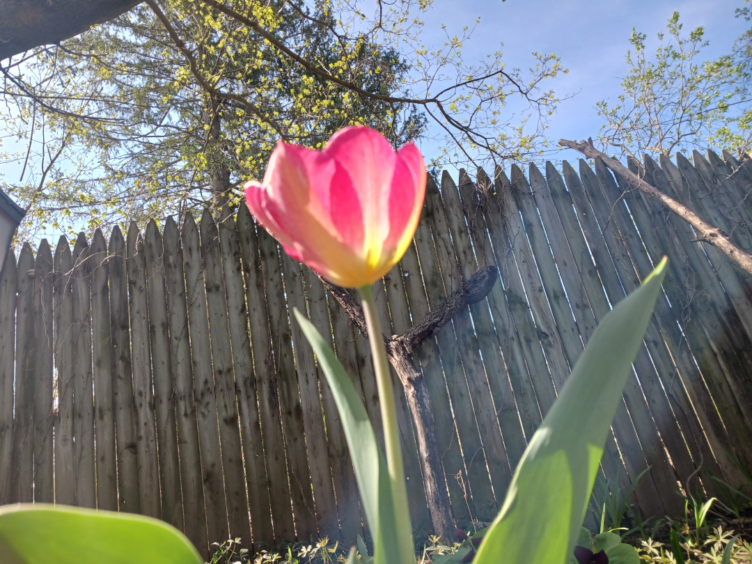 Solo tulipán rosa brillando al sol