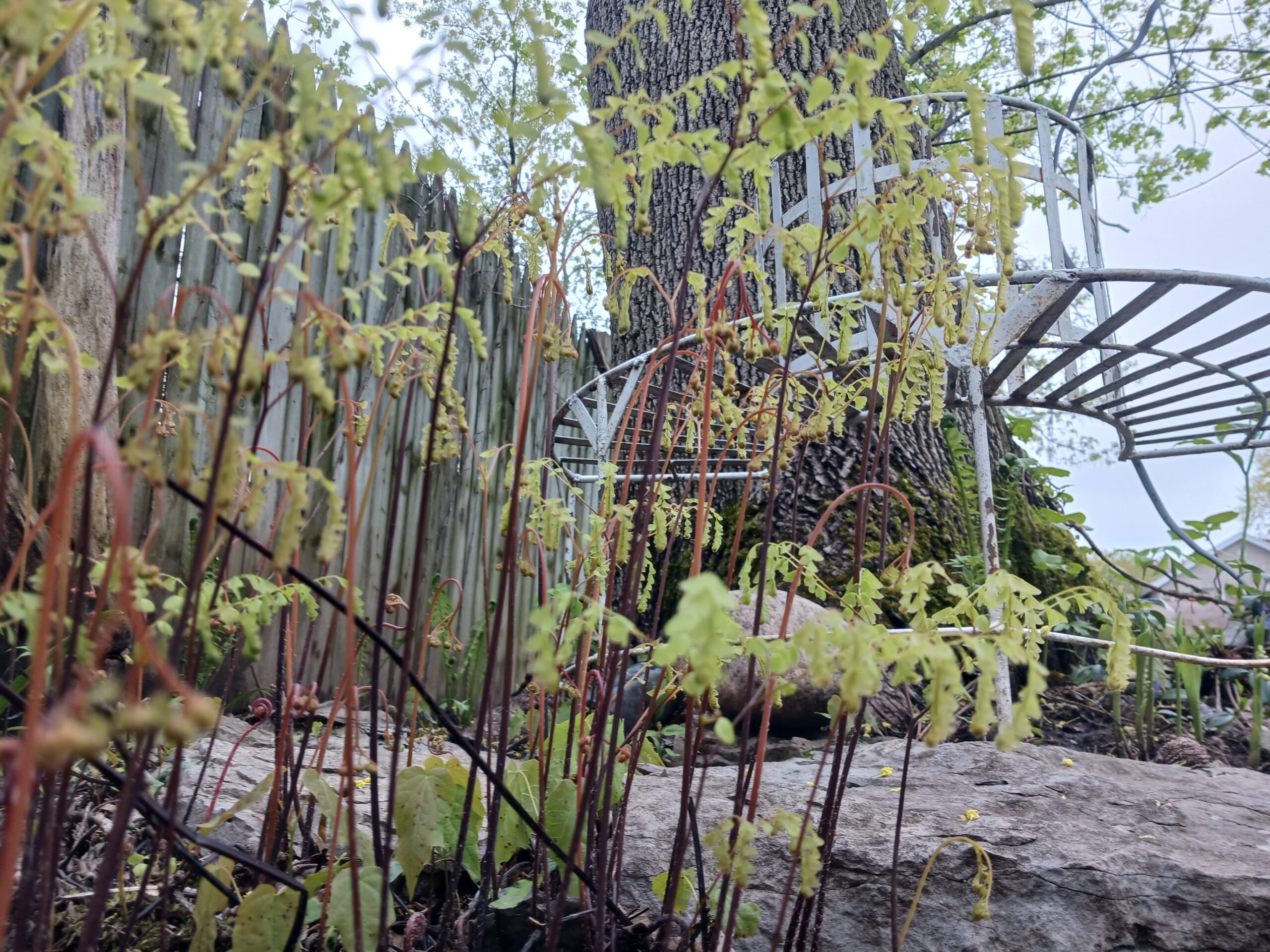 Pequeñas frondas de helechos aparecen en el jardín.