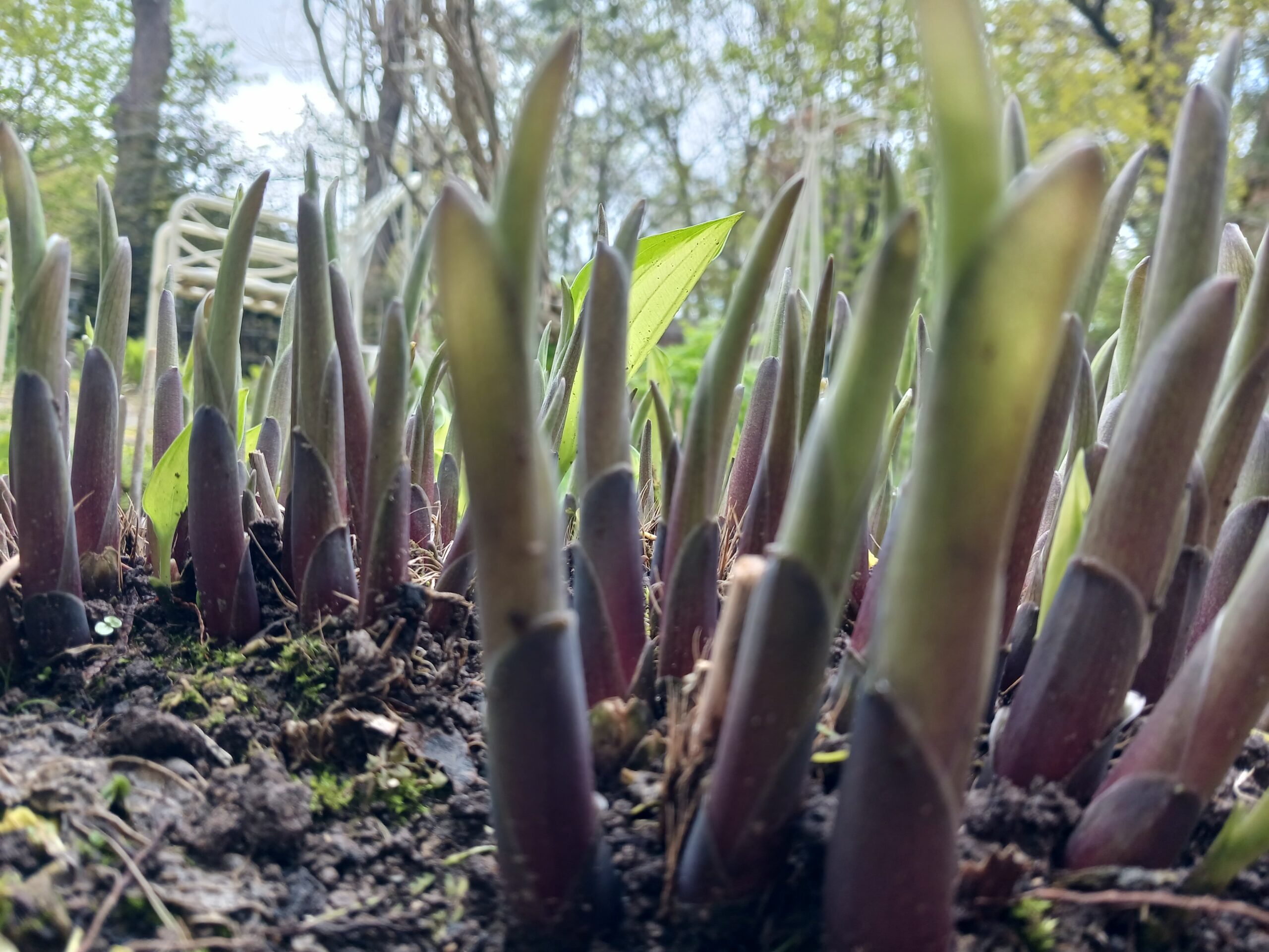 Primer plano de muchos brotes de hosta