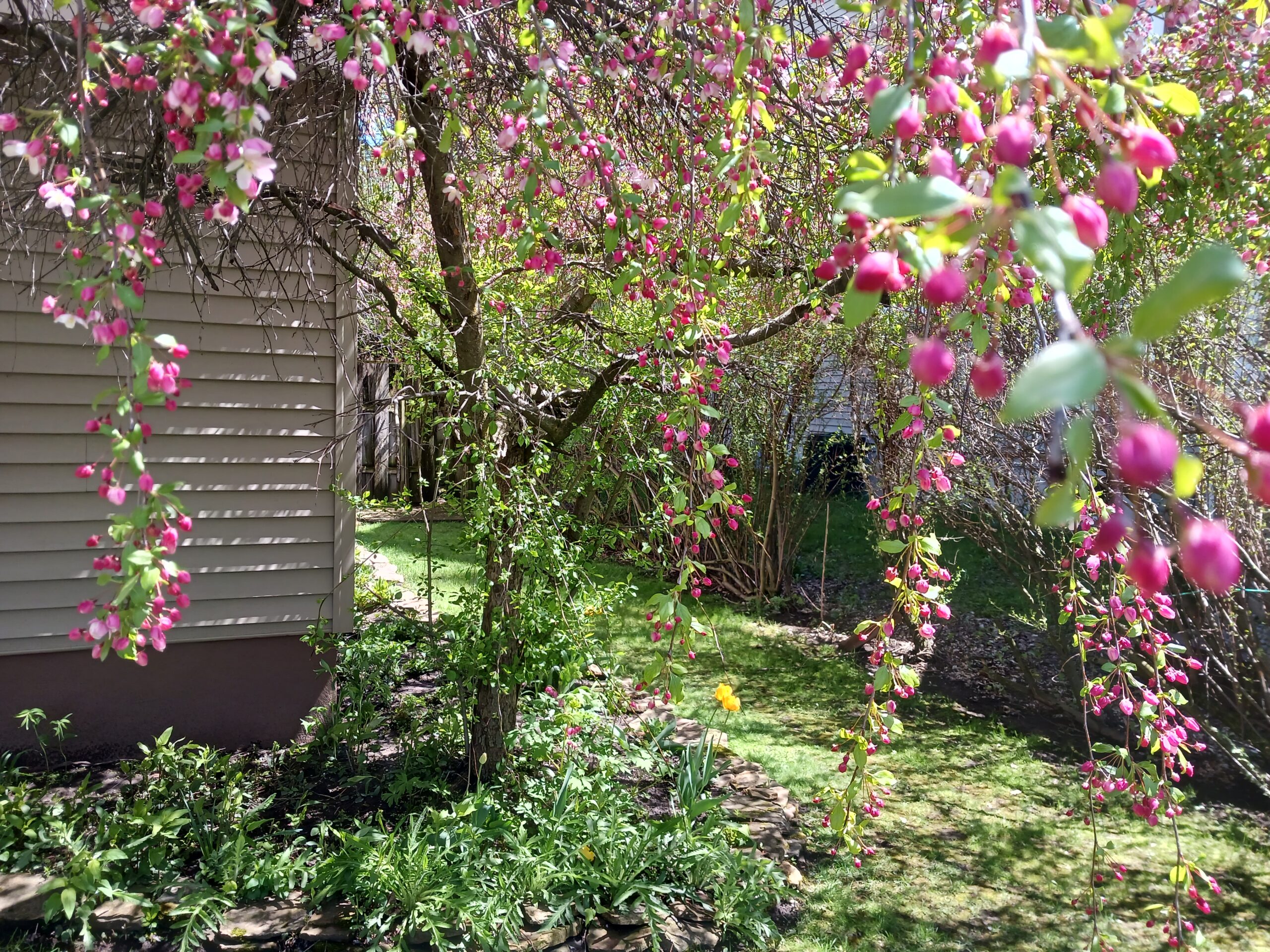 Manzano de cangrejo cubierto de capullos de rosa antes de la floración de primavera