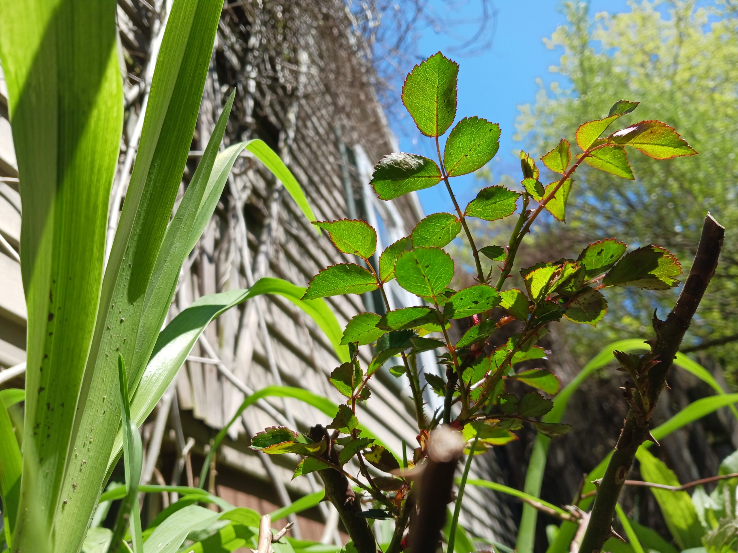 Cerca de rosa y follaje de azucenas a principios de la primavera