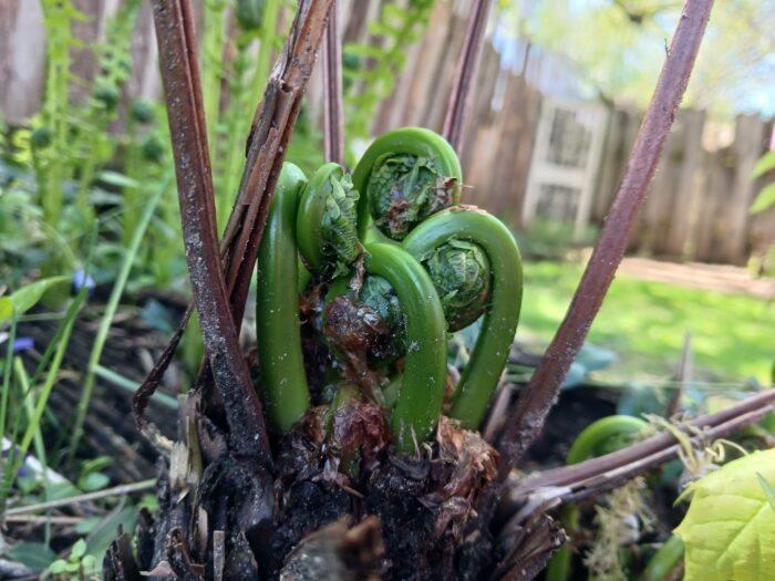 close up of small fern fronds