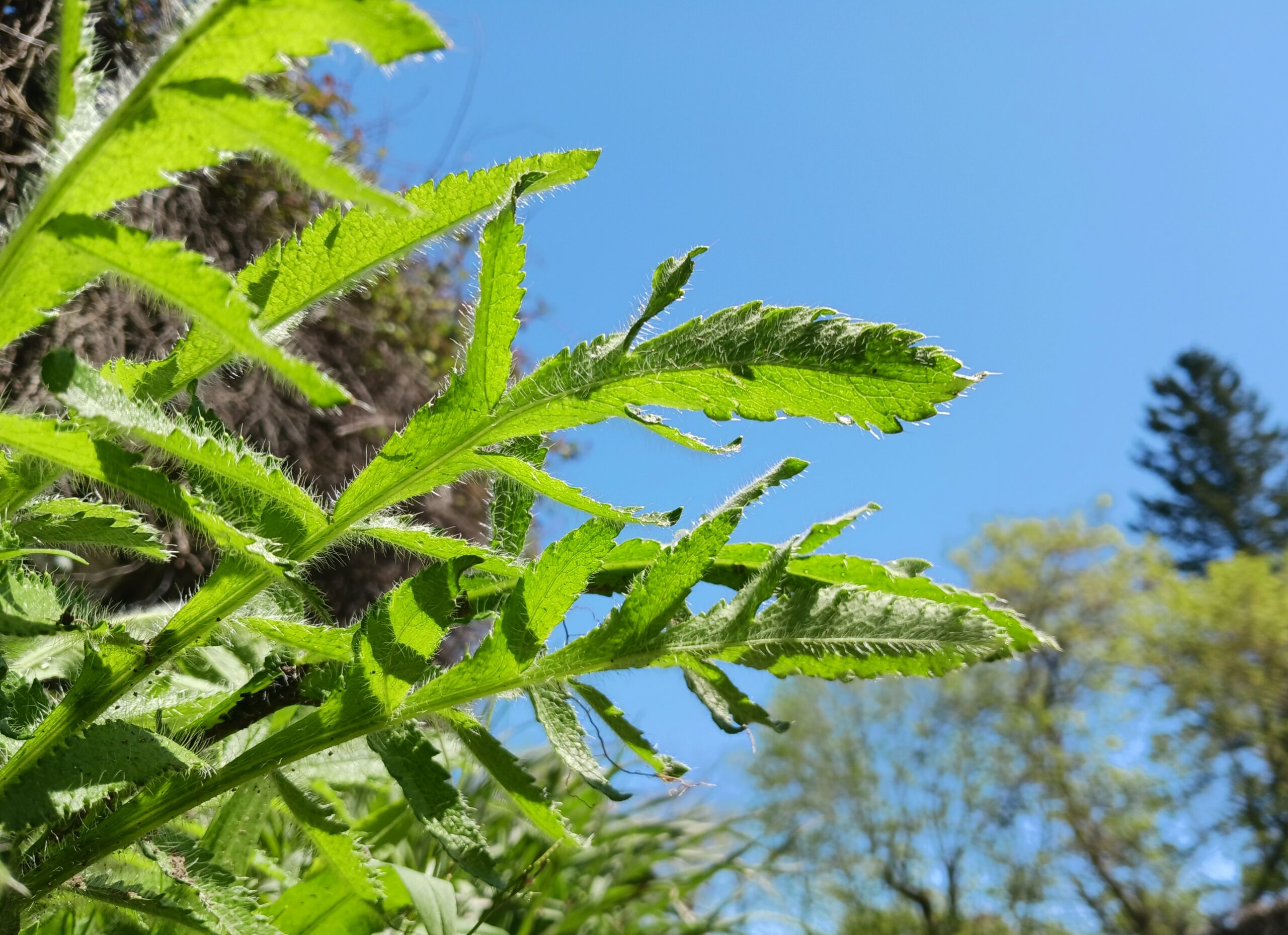 Primer plano del follaje de amapola oriental escamosa frente a las flores