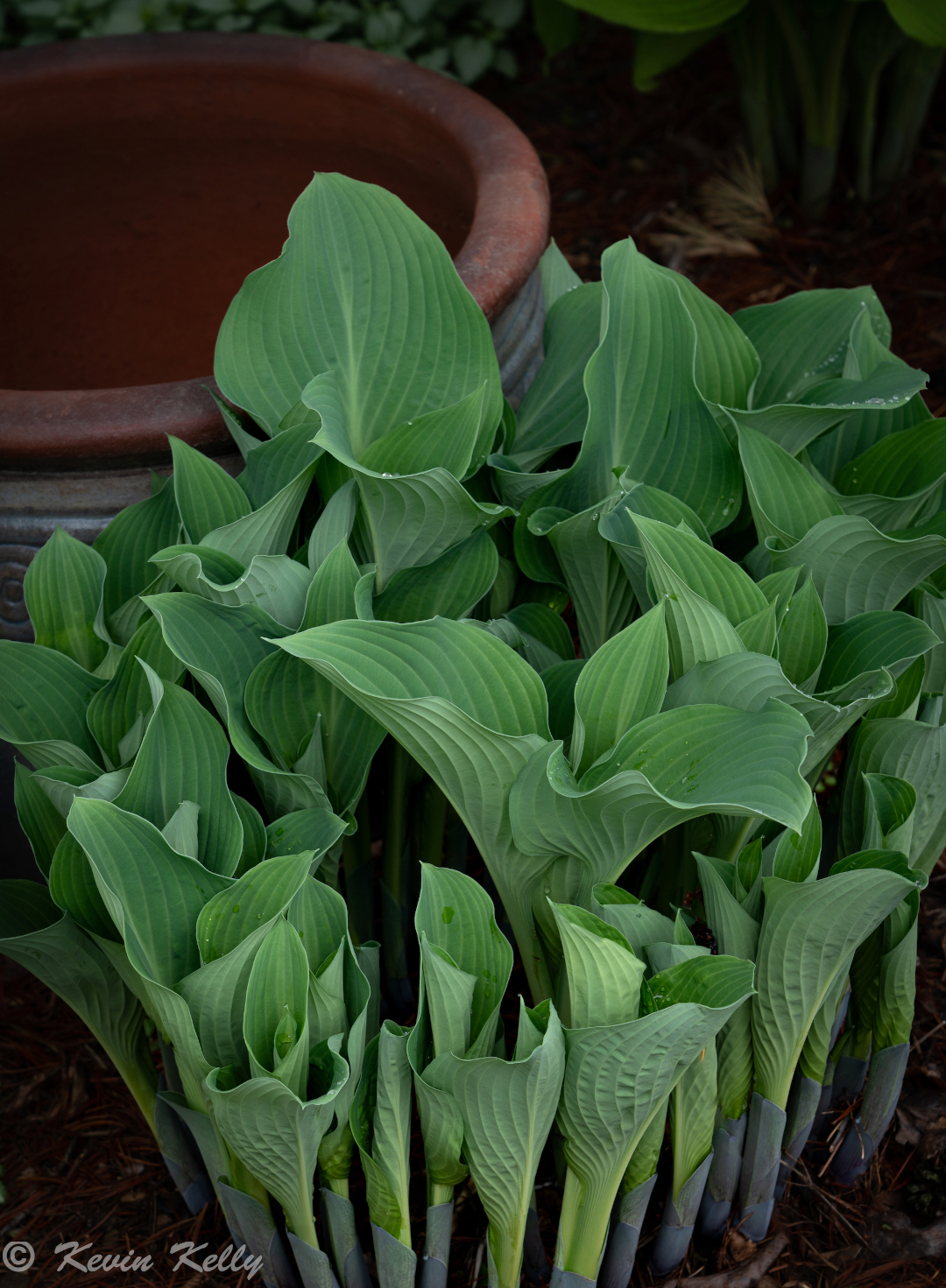 hosta leaves still beginning to emerge and unfurl