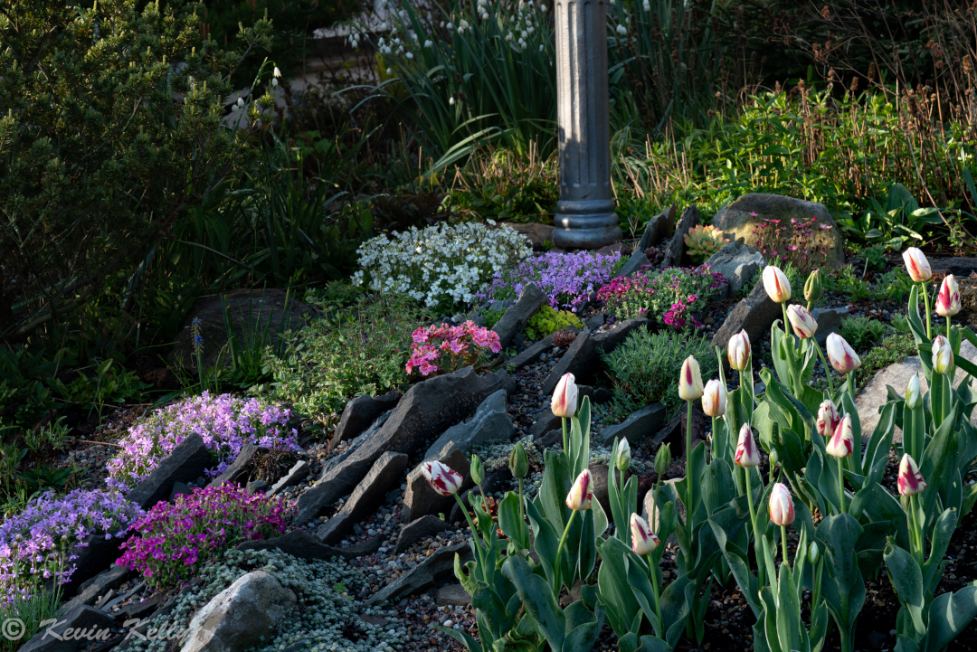 crevice garden on a slope with various flowers including tulips