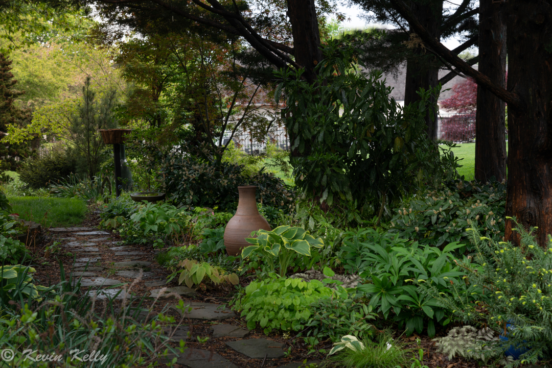 shade garden with stepping stone path and lots of foliage plants