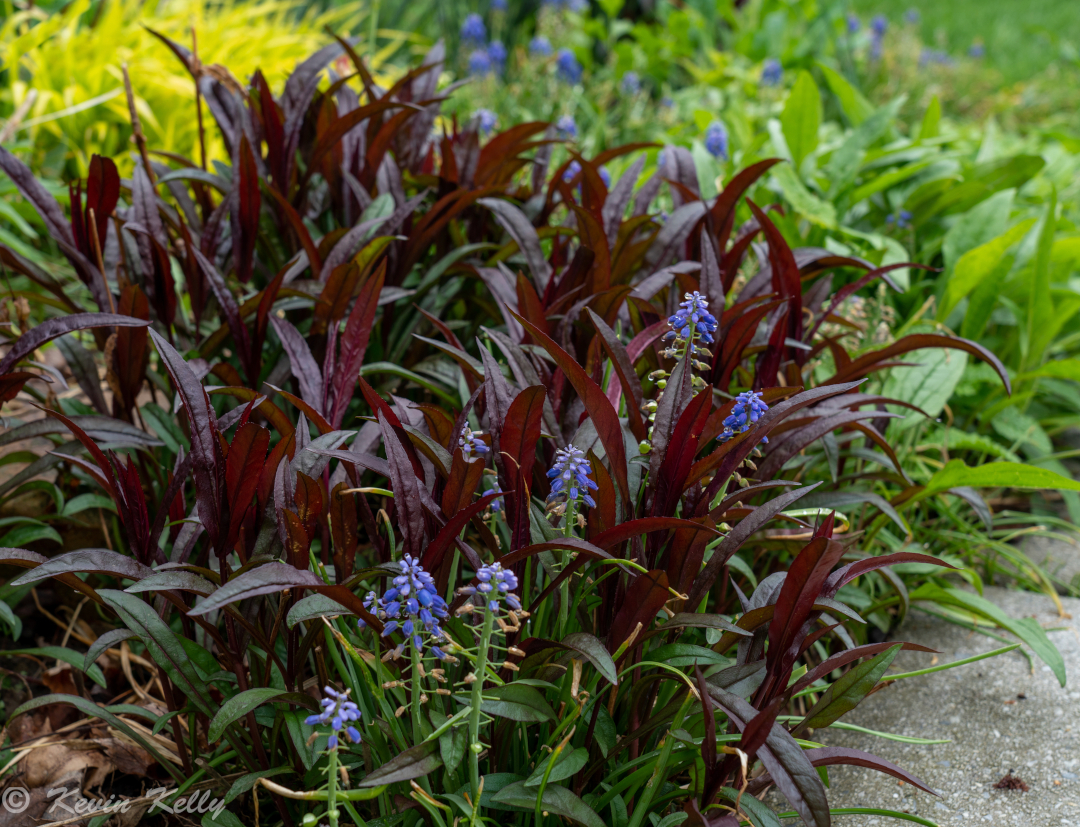 close up of tiny purple flowers amongst dark red foliage plant