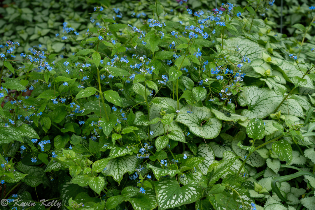 close up of ground cover with silver foliage and blue flowers