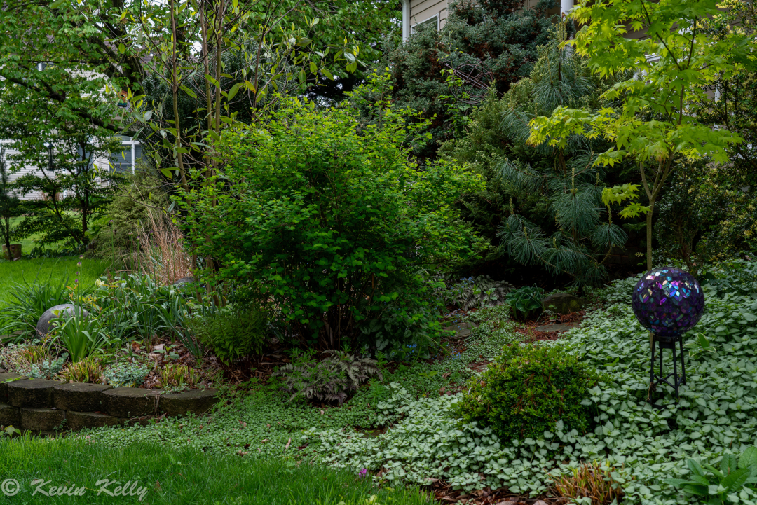 garden bed with several trees and shrubs