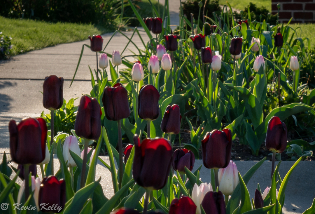 light pink and dark red tulips next to a sidewalk