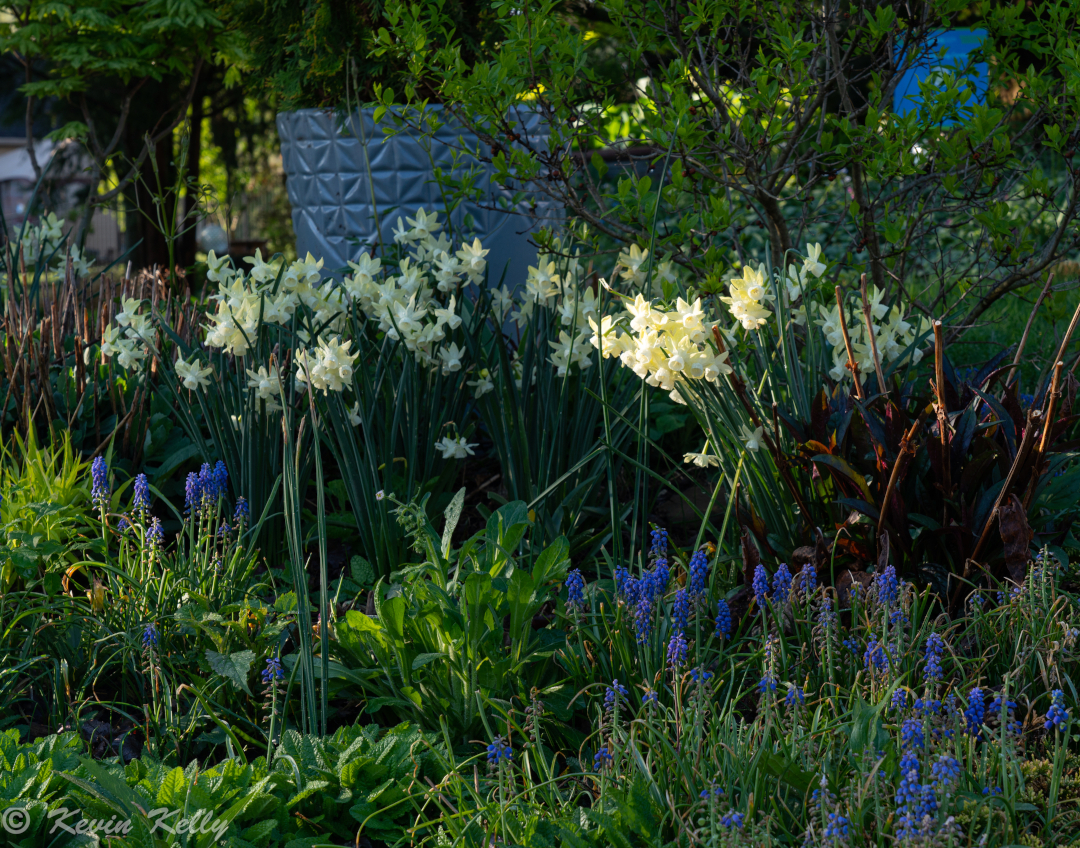 garden bed with light yellow daffodils and blue grape hyacinth