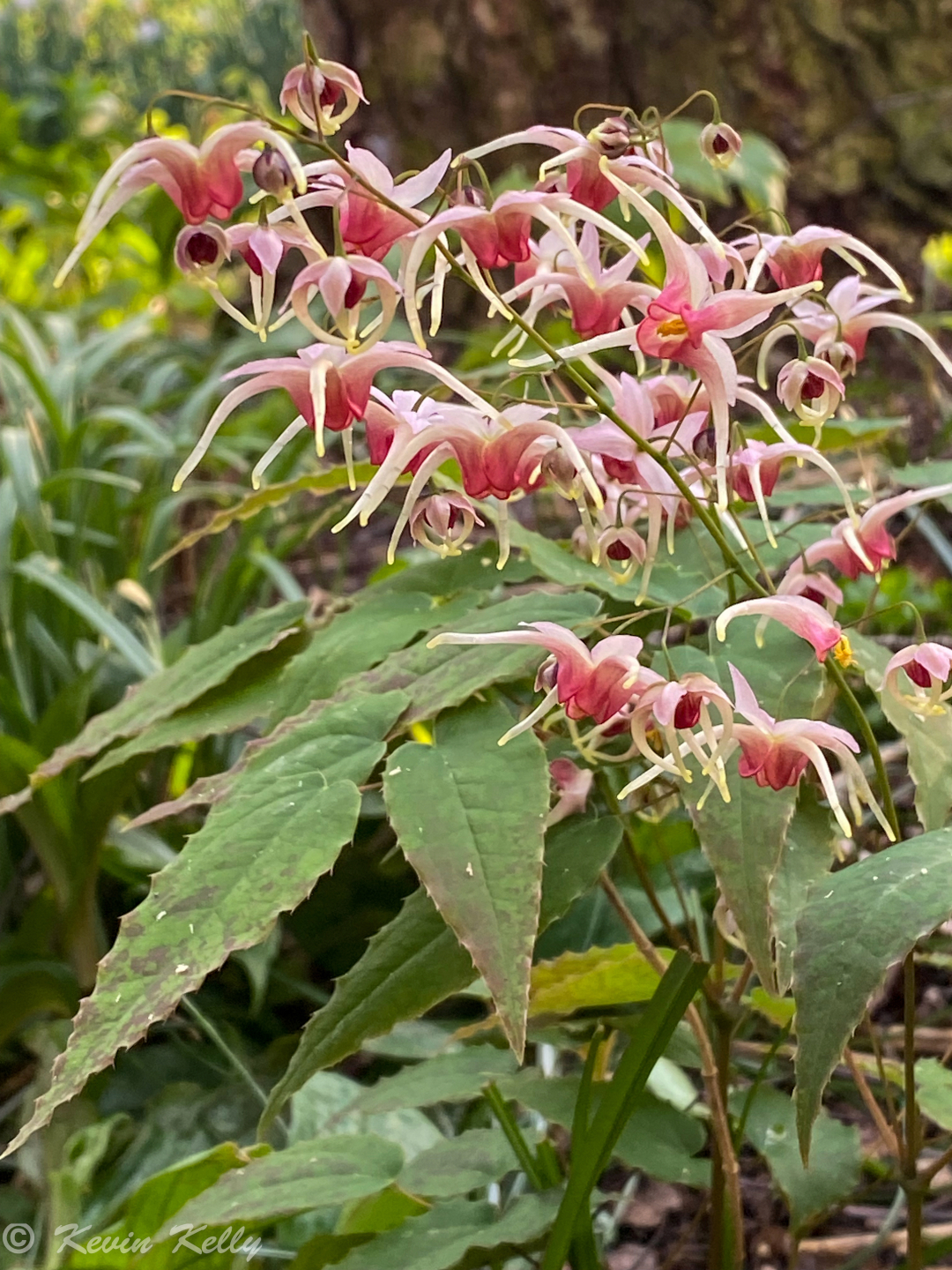 Epimedium Pink Champagne close up