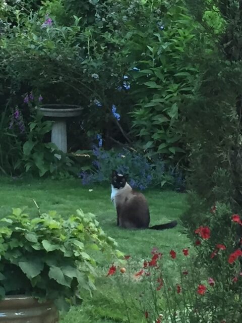 El gato se sienta en el jardín.