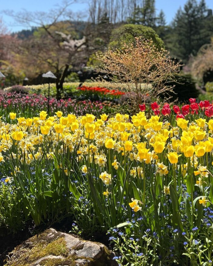 close up of bright yellow daffodils and red tulips