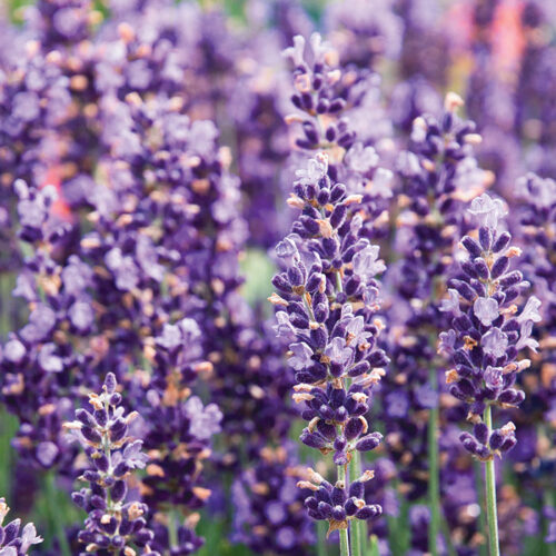 Textured Plants That Steal the Show Fine Gardening