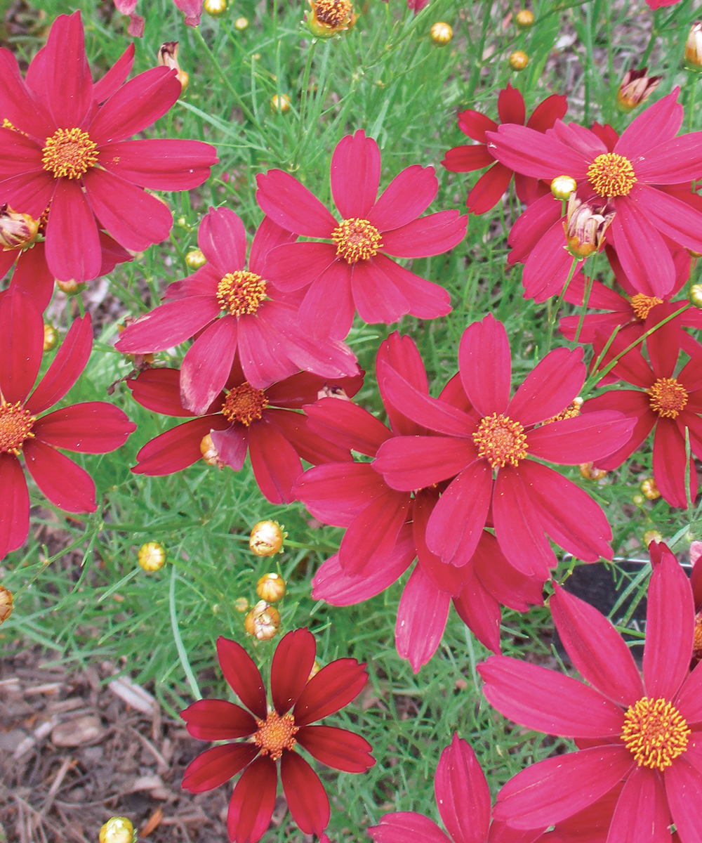 Coreopsis de raso rojo