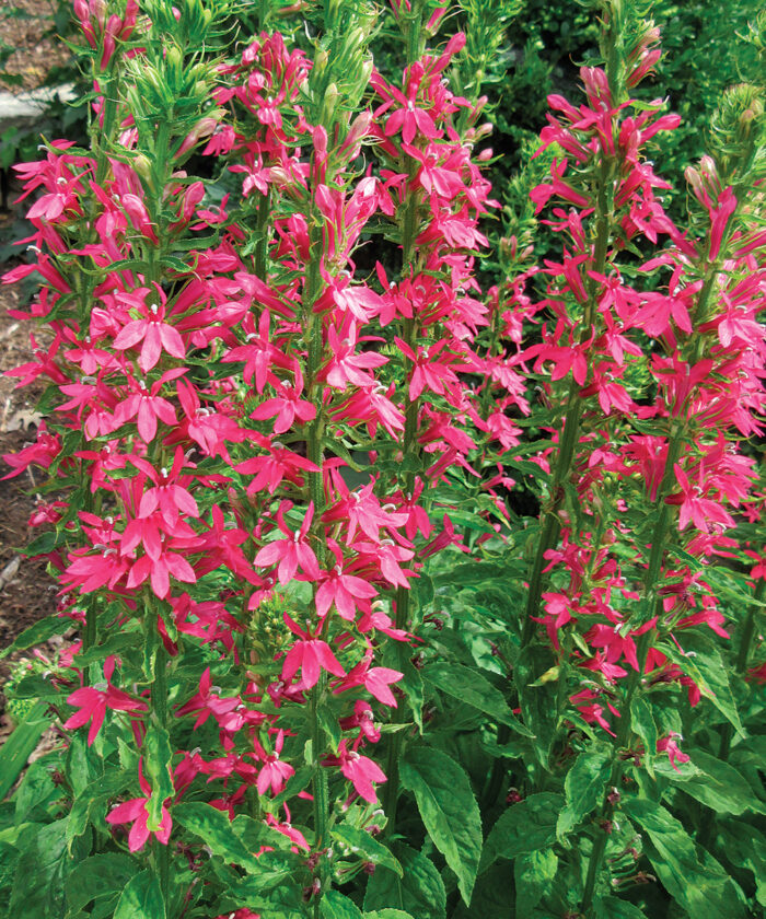 Peak-Season Perennials for the Midwest - FineGardening