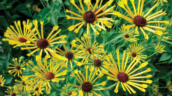 summer perennials for the midwest