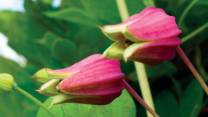 summer perennials for the south