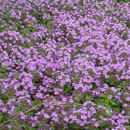 Creeping Plants for Sunny Spots in the Northern Plains - FineGardening