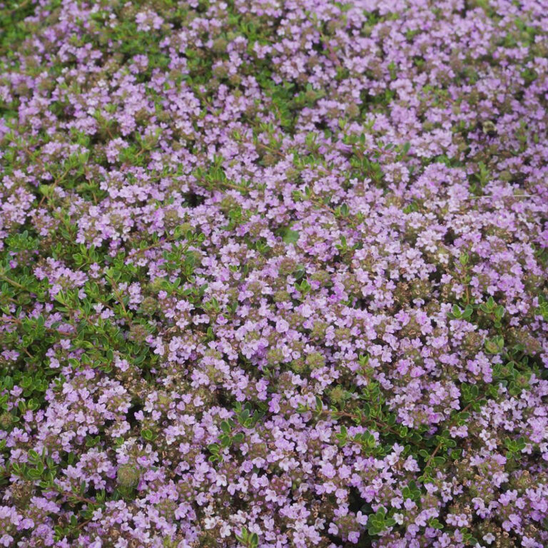 Creeping Plants for Sunny Spots in the Northern Plains - FineGardening