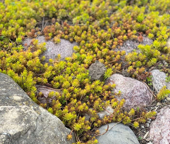 creeping plants for sun