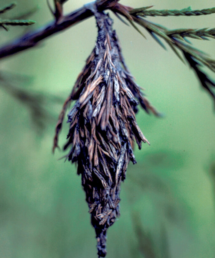 Bagworm