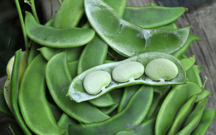 growing southern vegetables in the north