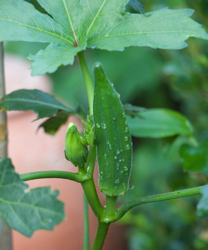 4 Iconic Southern Vegetables to Grow in Your Northern Garden - Fine ...