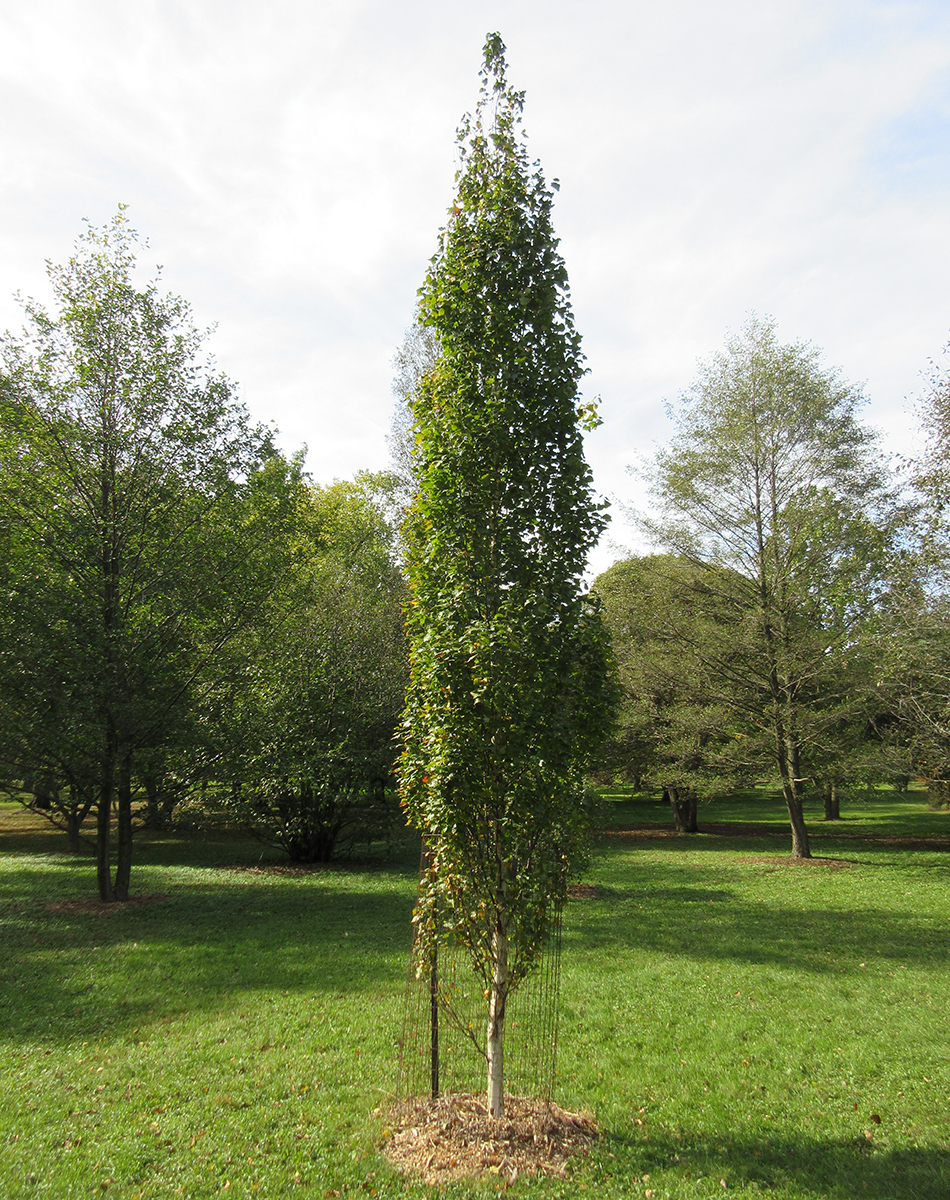 8 Great Columnar Trees for the Midwest - GardenTipsHub