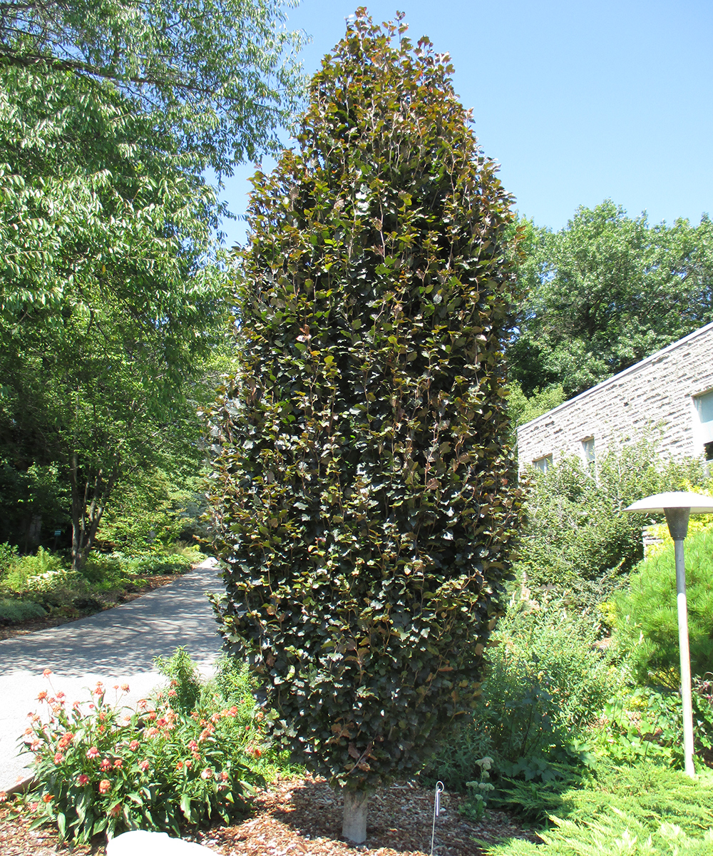 Red Obelisk European beech