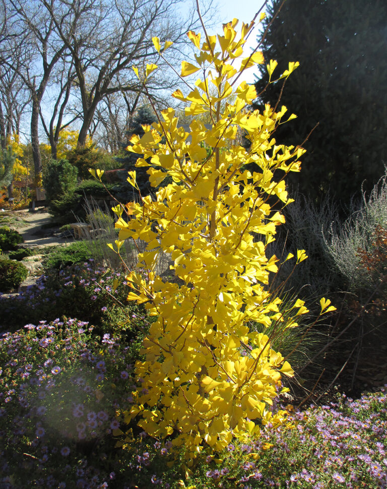 8 Great Columnar Trees For The Midwest - Fine Gardening