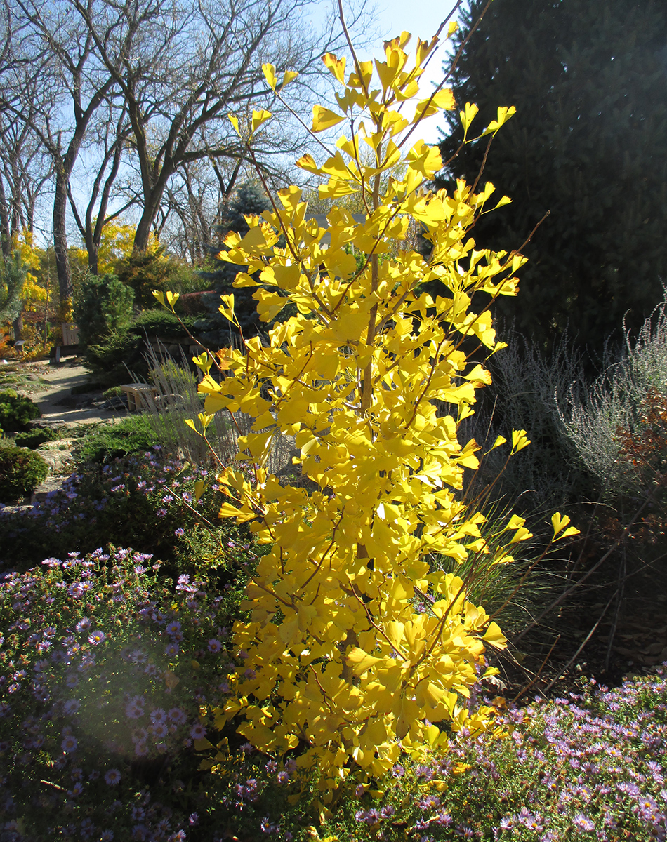 Goldspire ginkgo