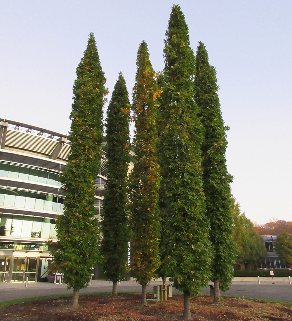 columnar shaped trees