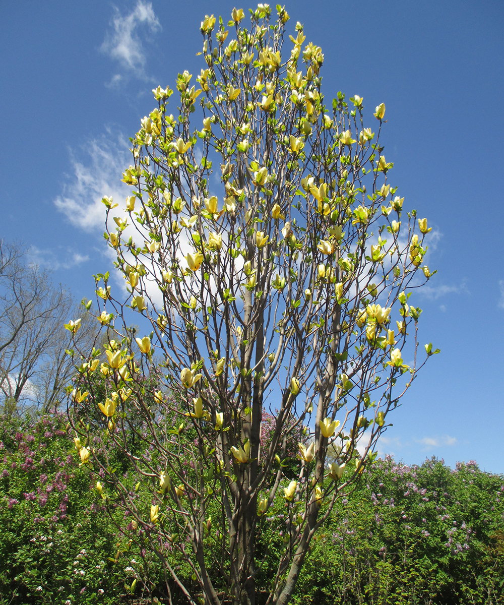 Sunspire magnolia