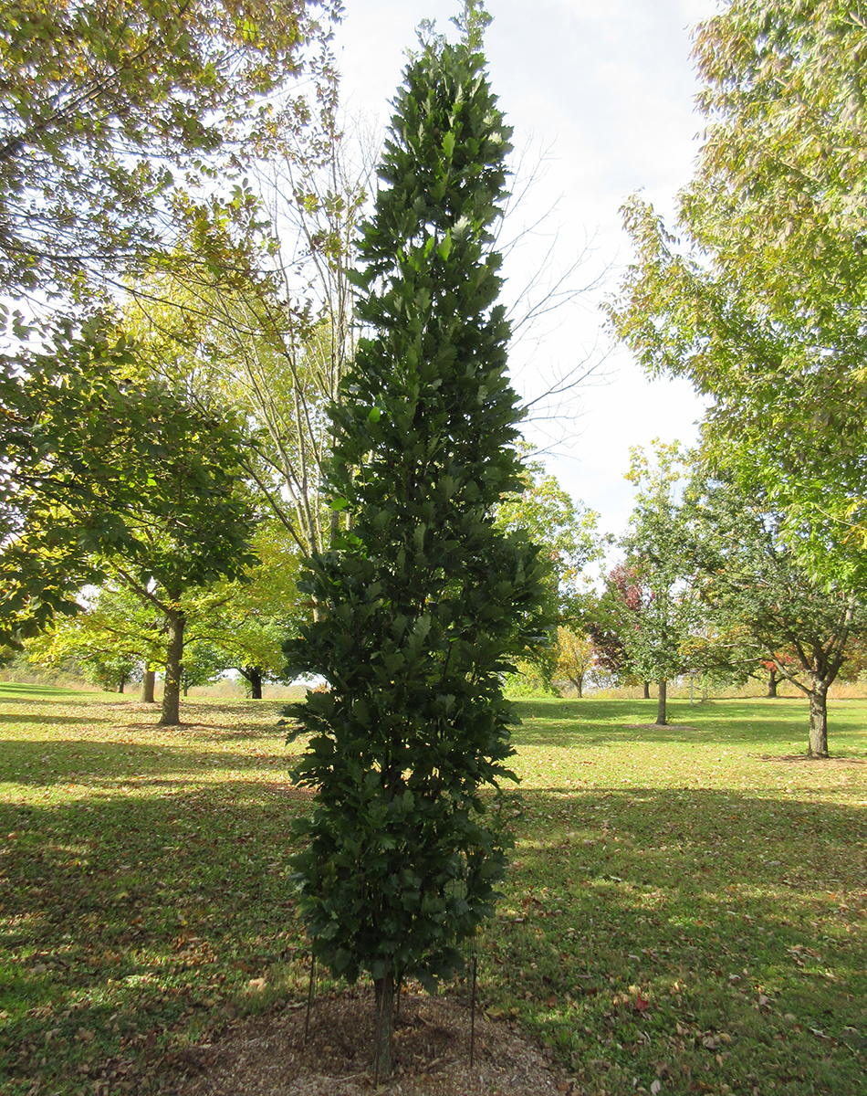 columnar shaped trees