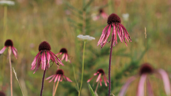 Wish-list plants