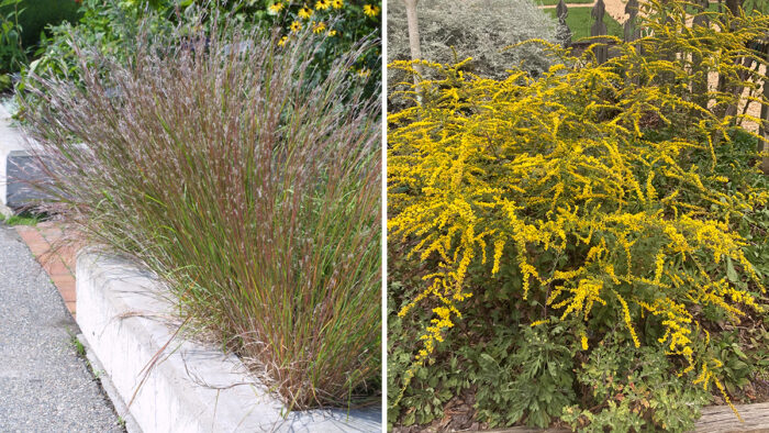 native meadow plants