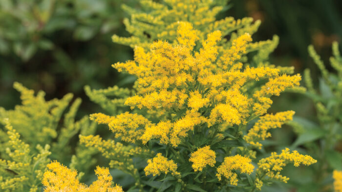 Golden Baby® Dwarf Goldenrod