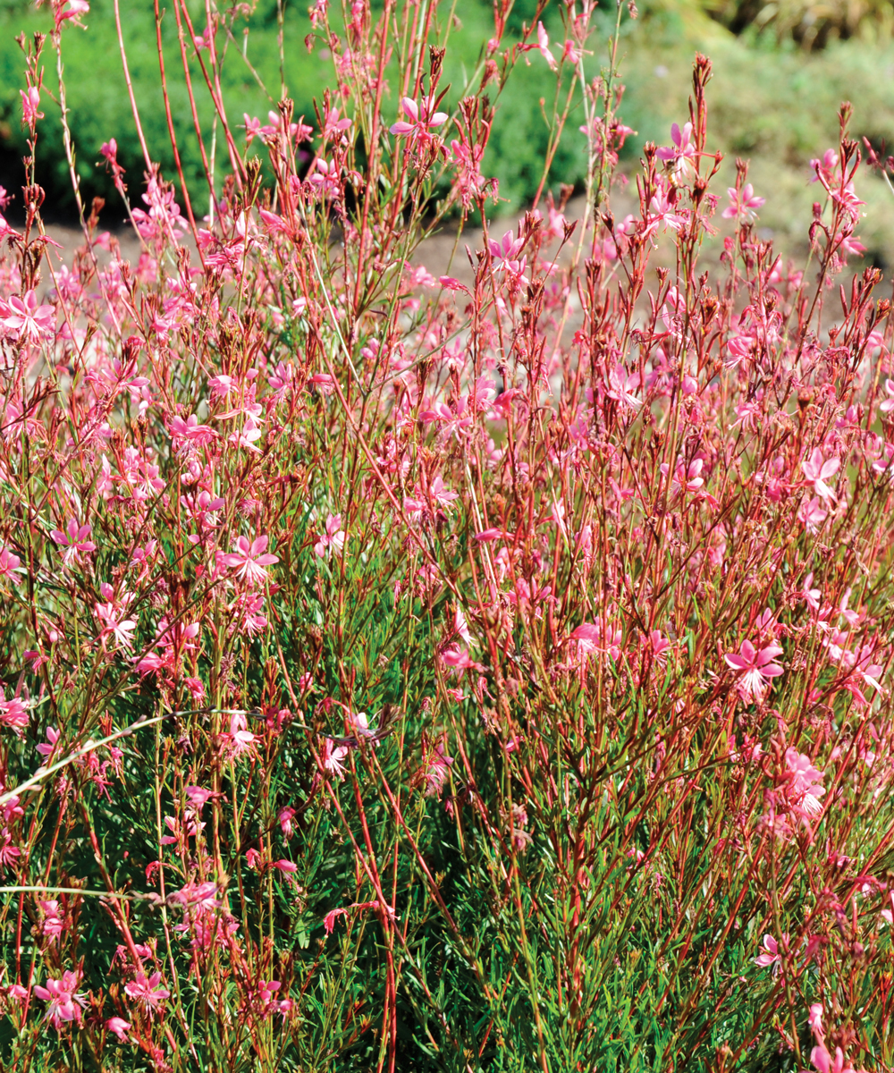 Peak-Season Perennials for the Southwest – Planting A-Z