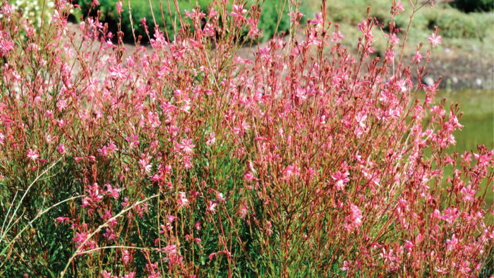 Gaura lindheimeri Pink Cloud