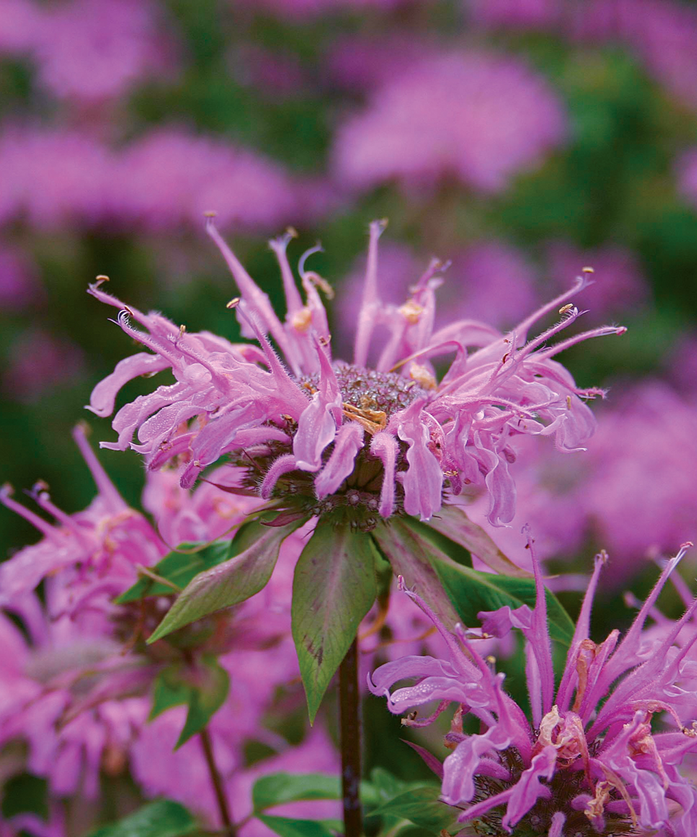 Bálsamo de abeja salvaje Claire Grace