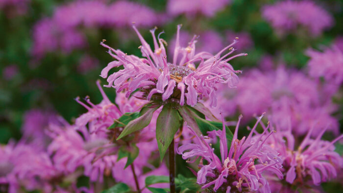 Claire Grace Wild Bee Balm