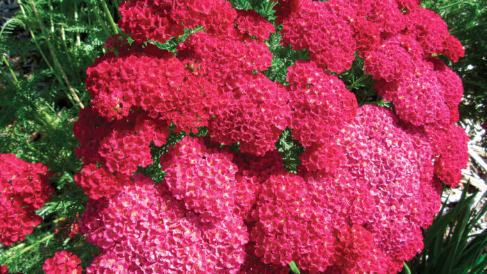 Pomegranate Yarrow