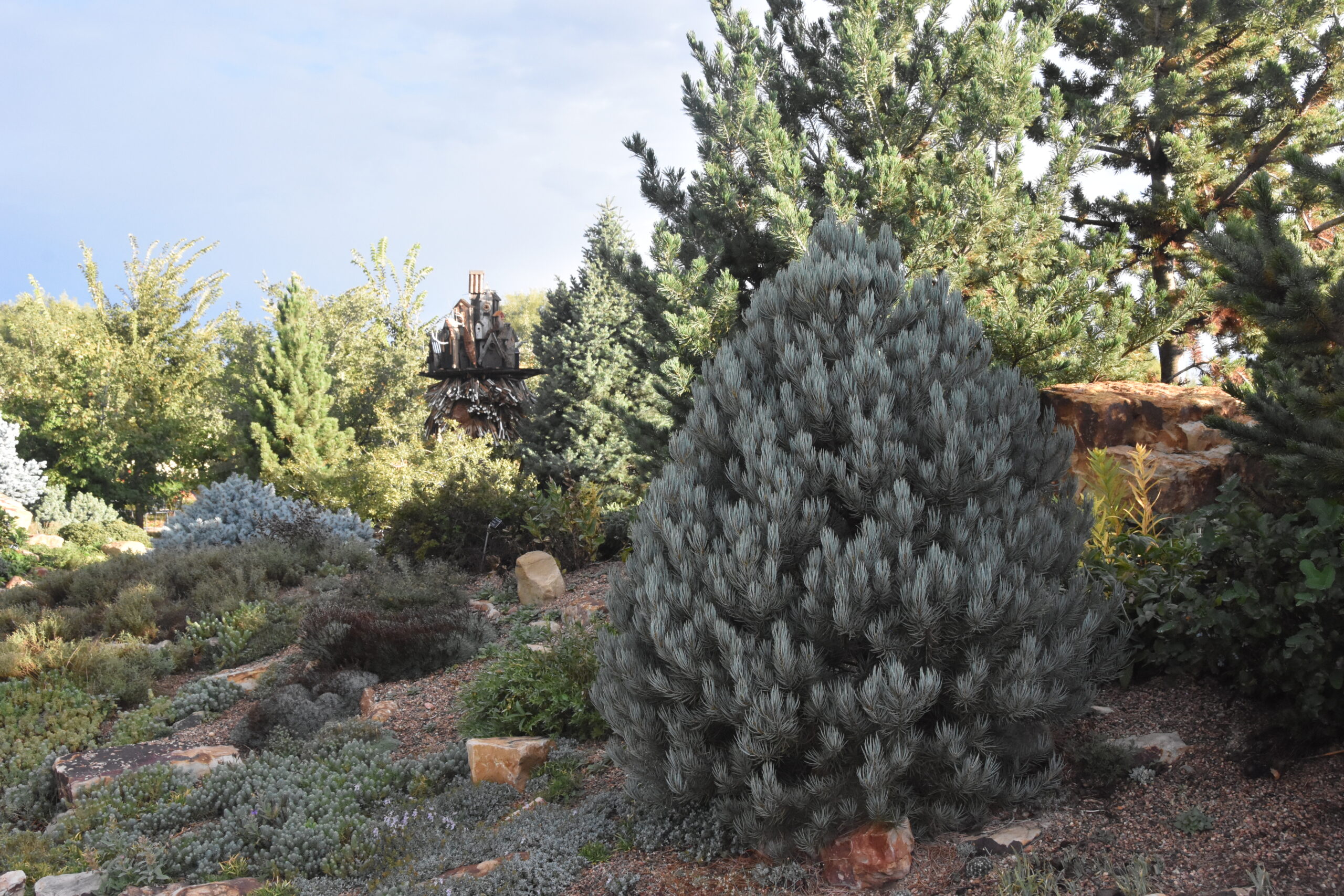 Single-leaf pinyon