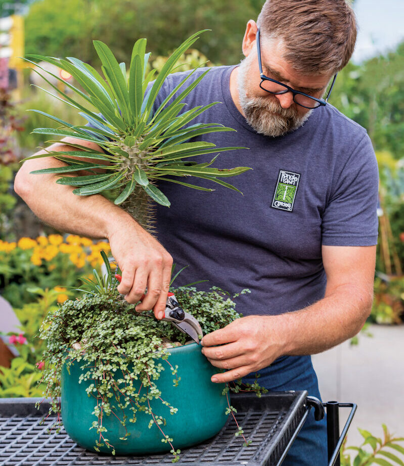 Man planting long leafy plant in a poy